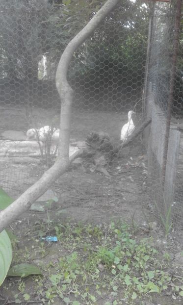  - vanzari sau schimburi