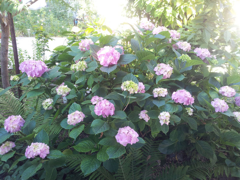  - Primavara - Vara 2017