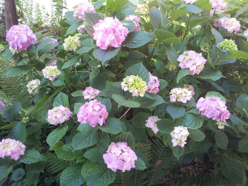  - Primavara - Vara 2017