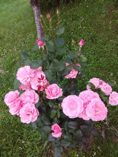  - TRANDAFIRI 2017_2018