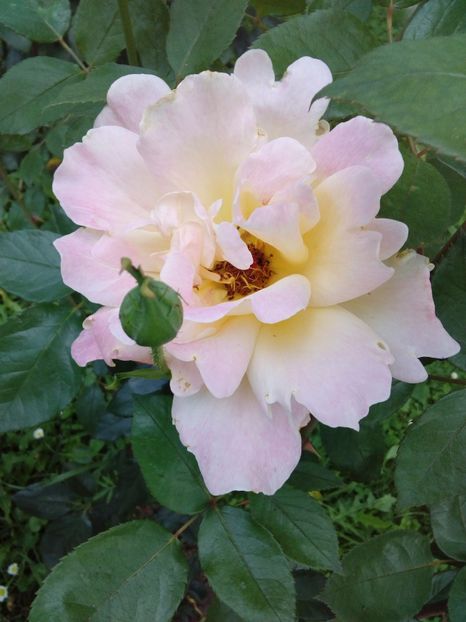  - TRANDAFIRI 2017_2018