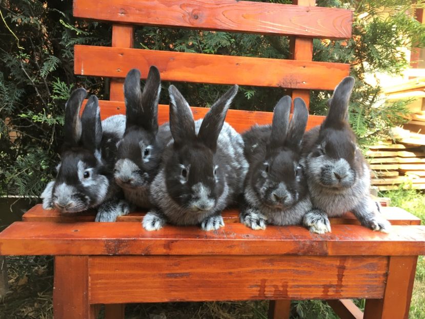 2 luni 3 M si 2 F între 1,5 si 2 kg - 1 Cuib 12-04-2017 - 5 pui