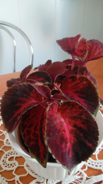 P_20170616_175714_BF - Coleus