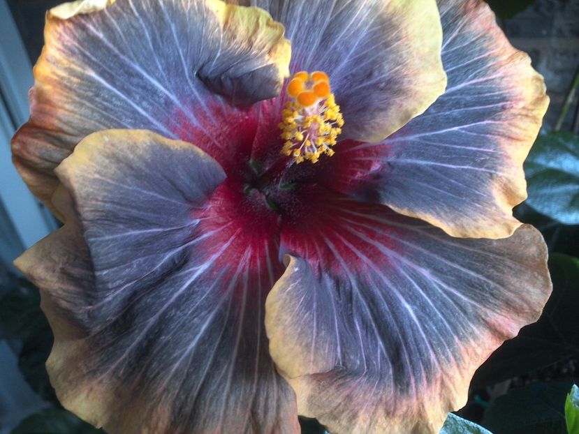 WIN_20170616_192853 - Black Rainbow