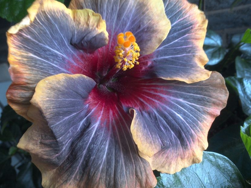 WIN_20170616_192857 - Black Rainbow