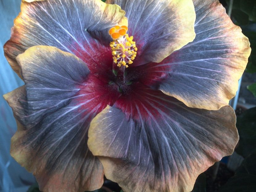 WIN_20170616_192906 - Black Rainbow