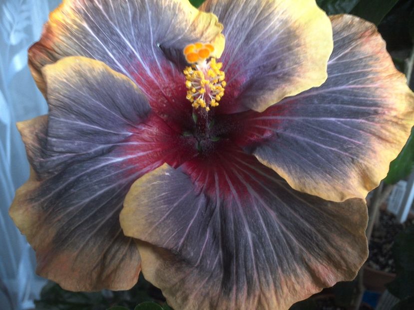 WIN_20170616_192915 - Black Rainbow