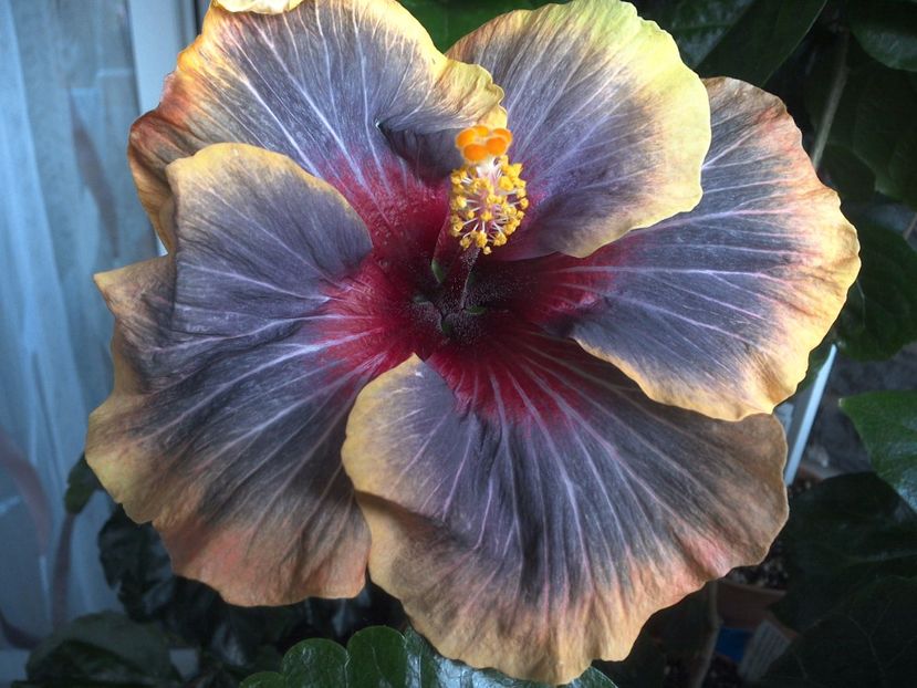 WIN_20170616_192922 - Black Rainbow