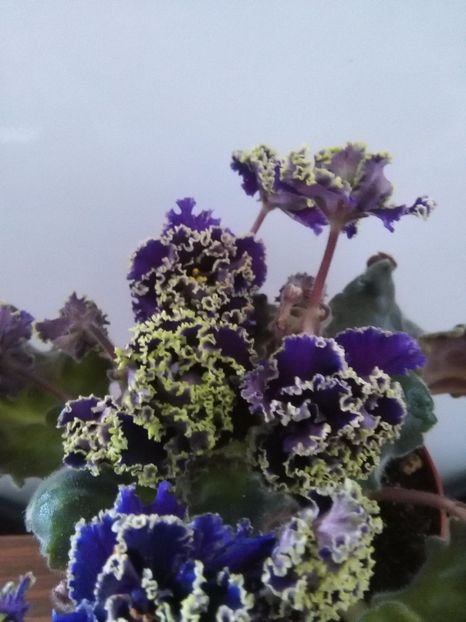  - 1-A-Violete 2017