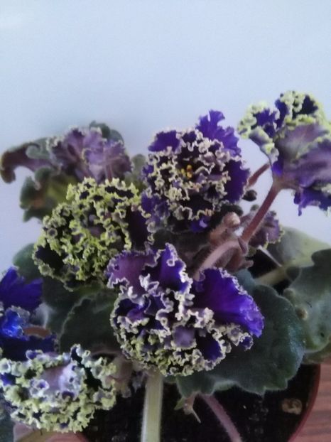  - 1-A-Violete 2017