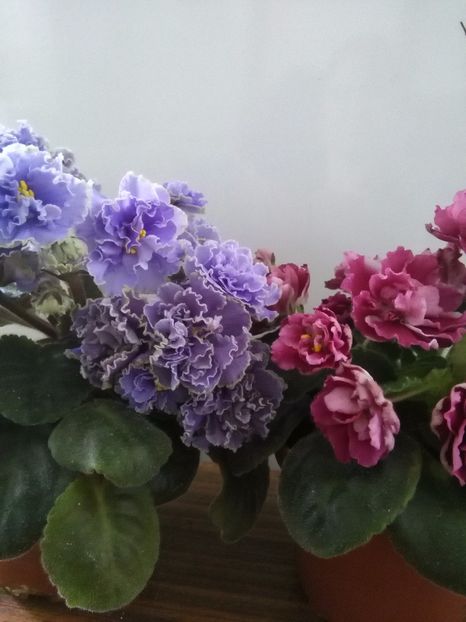  - 1-A-Violete 2017