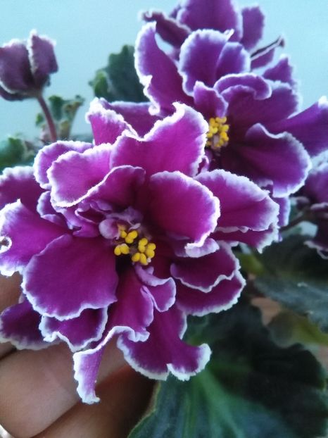  - 1-A-Violete 2017