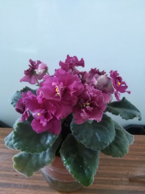 Ness Antique Red - 1-A-Violete 2017