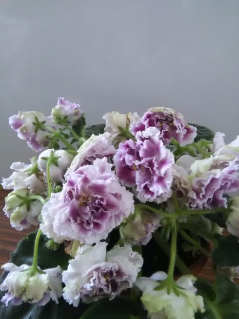 RS Gercoginia - 1-A-Violete 2017