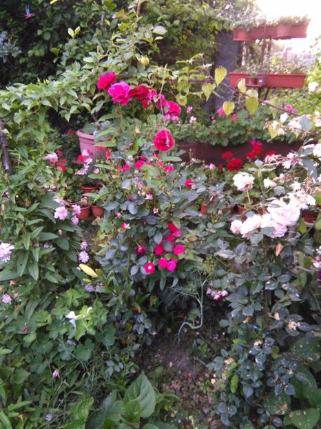  - Gradina 2017