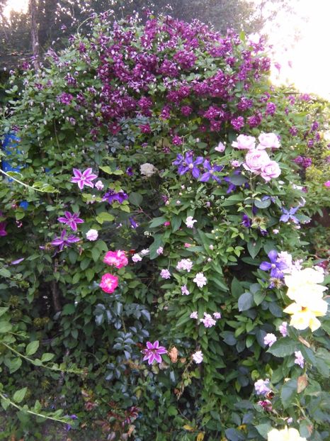  - Gradina 2017