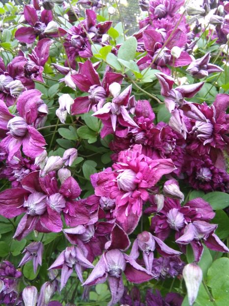 Purpurea Plena Elegans - Gradina 2017