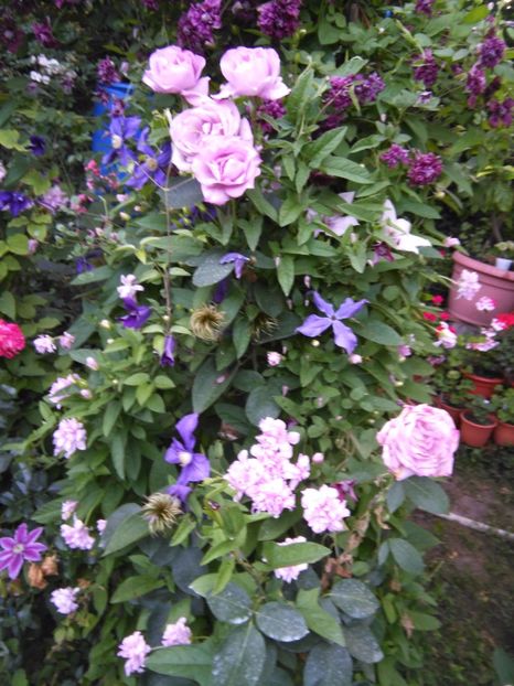  - Gradina 2017