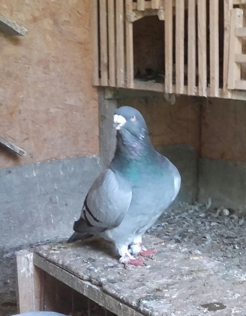 M 2015 - Voiajori Standard