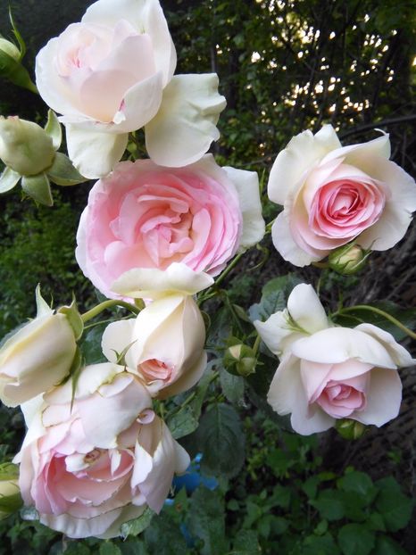 Eden Rose - Gradina 2017