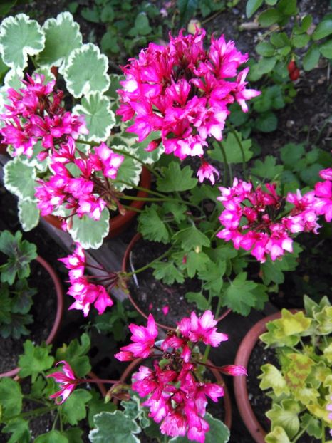 Fireworks Bicolor - A-Muscate 2017