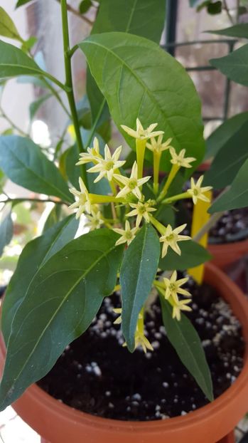  - Cestrum aurantiacum