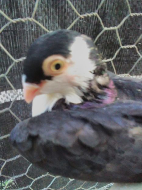 b.n. ochi galbeni - Pui 2017