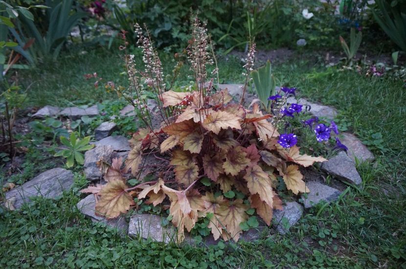  - Heuchera 2017
