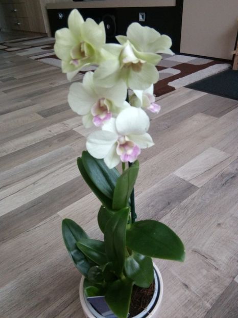 16.06.2017 - florile mele dragi