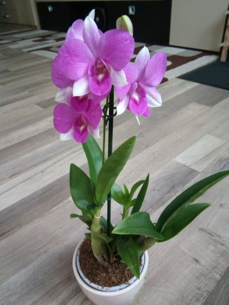 16.06.2017 - florile mele dragi