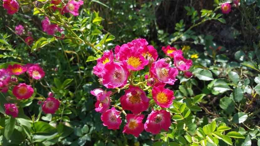 20170613_100046(0) - American Pillar Rose