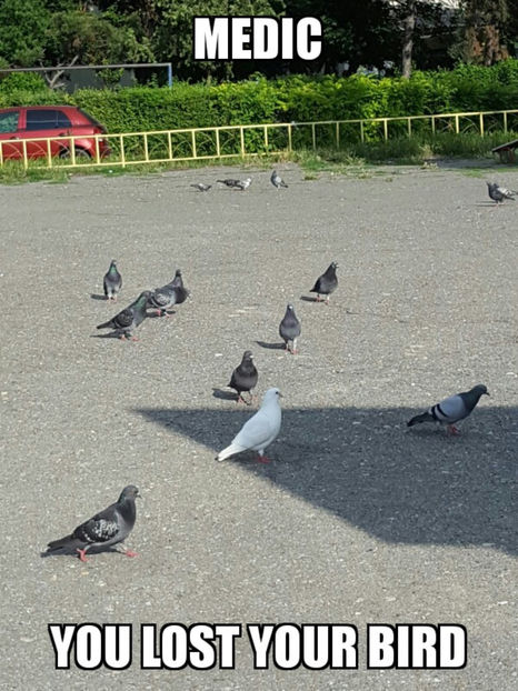 Medic,ti-am gasit pasarea =)) - 7-Fanarts-7