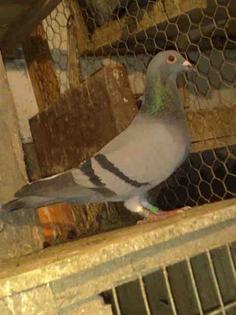 131-femela-200 lei - X-Porumbei vinduti