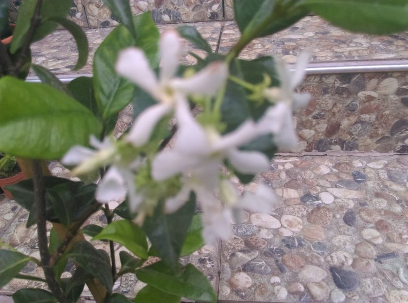  - Jasmin Star Trachelospermum jasminoides