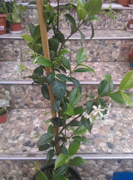  - Jasmin Star Trachelospermum jasminoides