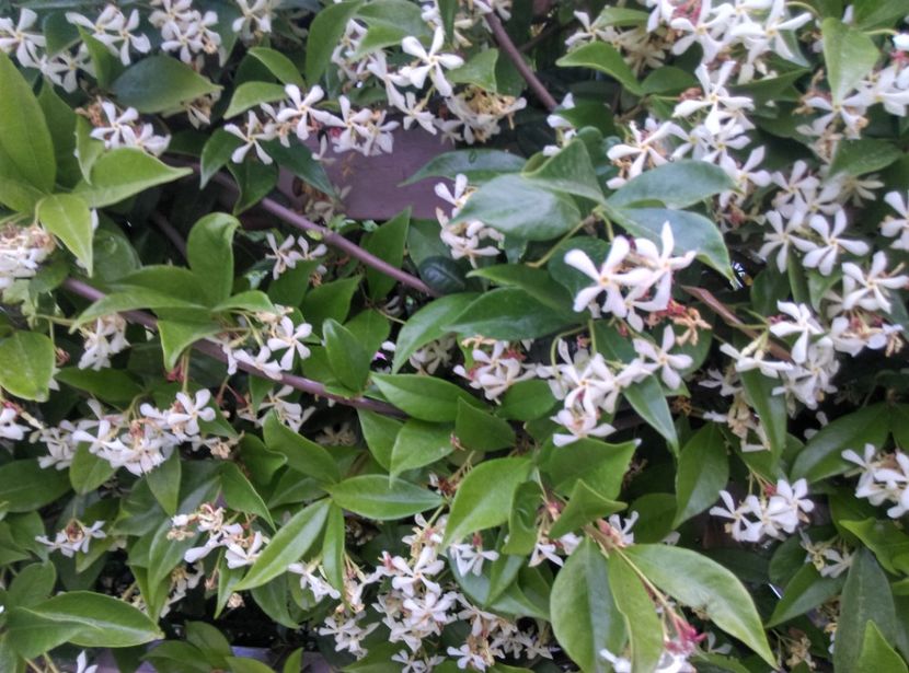 Grecia - Jasmin Star Trachelospermum jasminoides