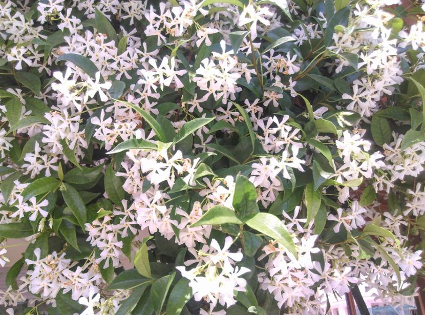  - Jasmin Star Trachelospermum jasminoides