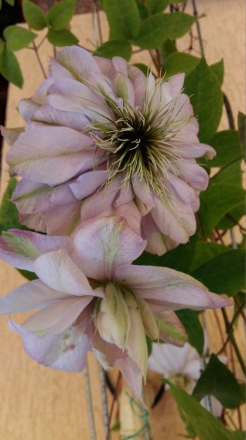  - 2017 CLEMATIS