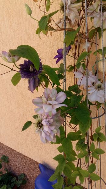  - 2017 CLEMATIS