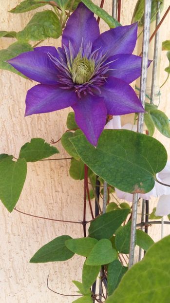  - 2017 CLEMATIS