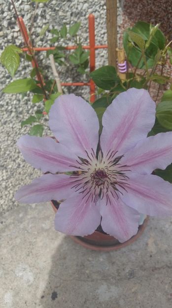  - 2017 CLEMATIS