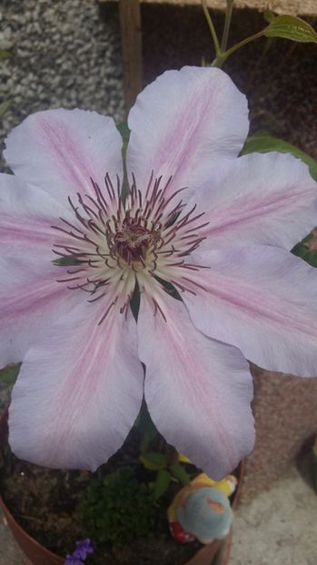  - 2017 CLEMATIS