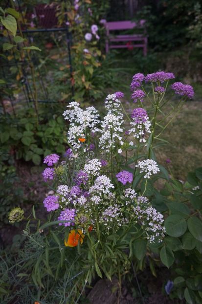 Iberis - Geranium si alte perene