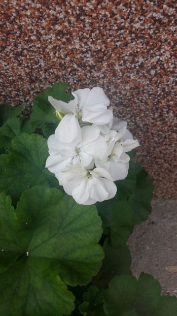  - 2017 MUSCATE ZONALE SI CURGATOARE