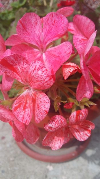  - 2017 MUSCATE ZONALE SI CURGATOARE