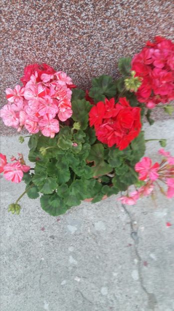  - 2017 MUSCATE ZONALE SI CURGATOARE