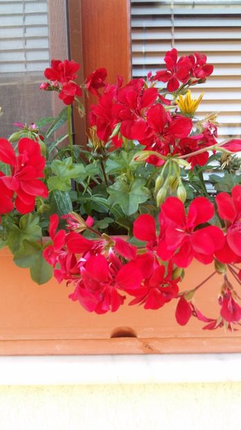  - 2017 MUSCATE ZONALE SI CURGATOARE