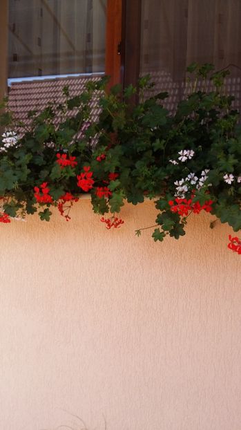  - 2017 MUSCATE ZONALE SI CURGATOARE