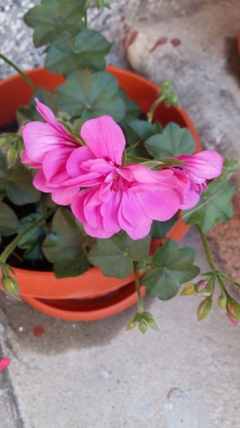  - 2017 MUSCATE ZONALE SI CURGATOARE