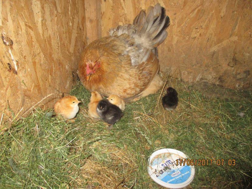 Closca cu pui - Gaini - 2017